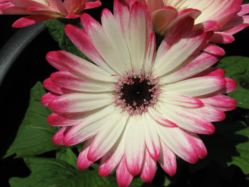 Pink and White Daisy