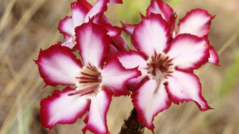 pink and white desert flower