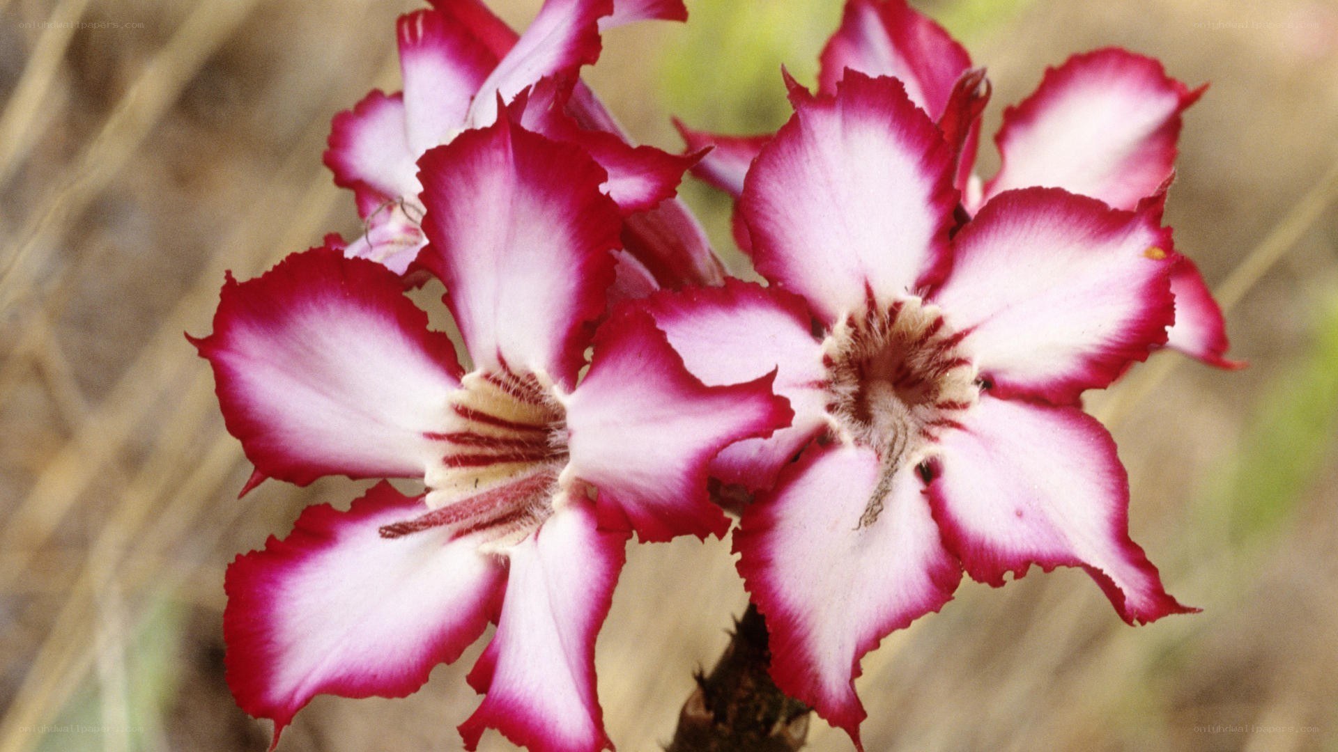 pink and white desert flower