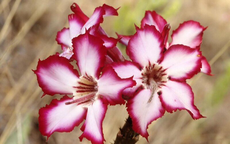 pink and white desert flowers