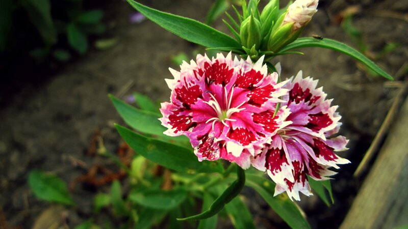 pink and white dianthus flower