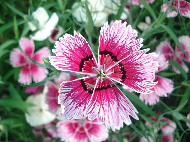 Pink and White Dianthus Flower — Calm, Summer