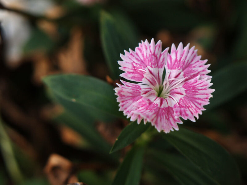 Pink and White Dianthus Flower — Calm