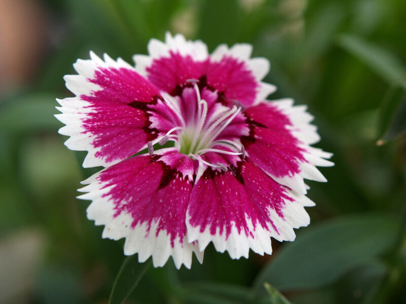 Pink and White Dianthus Flower — Magenta