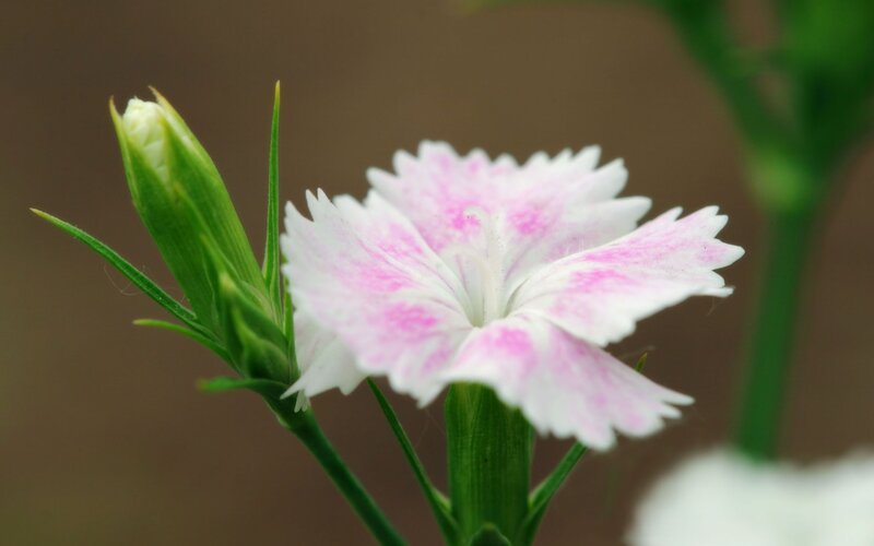 Pink and white dianthus flower