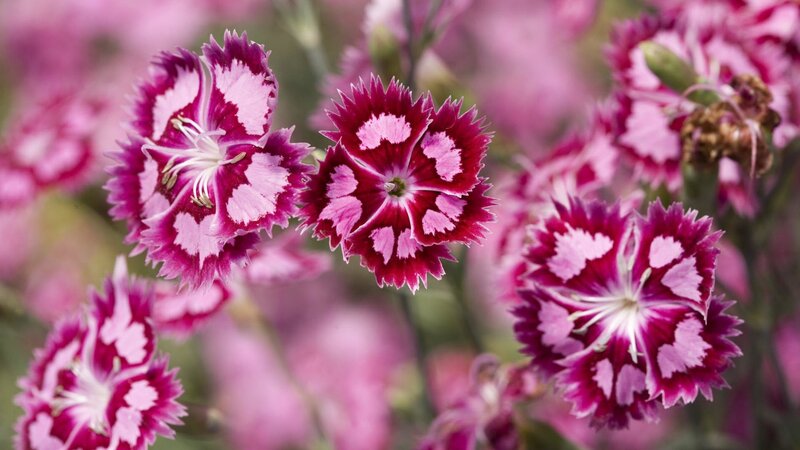 Pink and white dianthus flowers