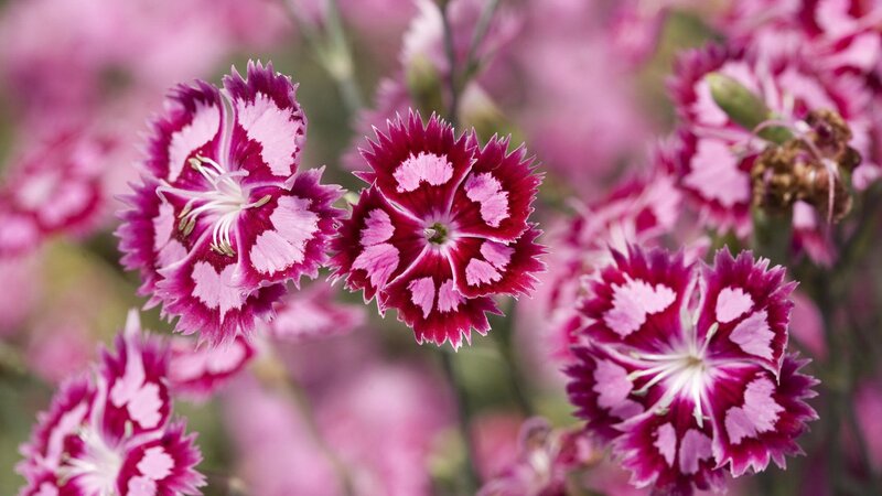 Pink and white dianthus flowers