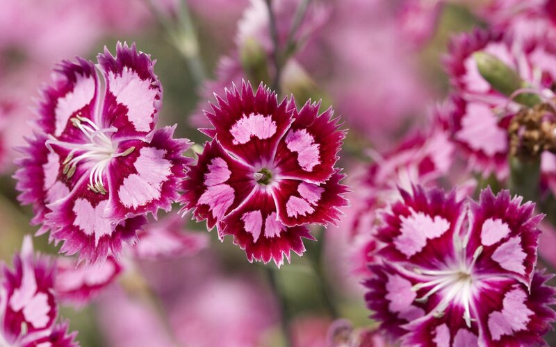 Pink and white dianthus flowers