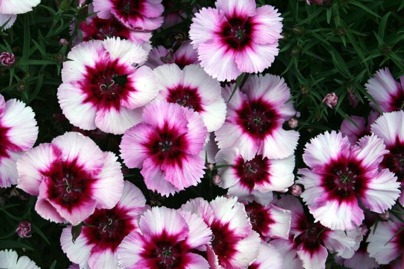 Pink and white dianthus flowers