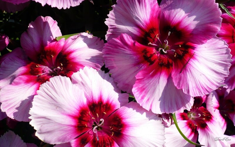 Pink and white dianthus flowers