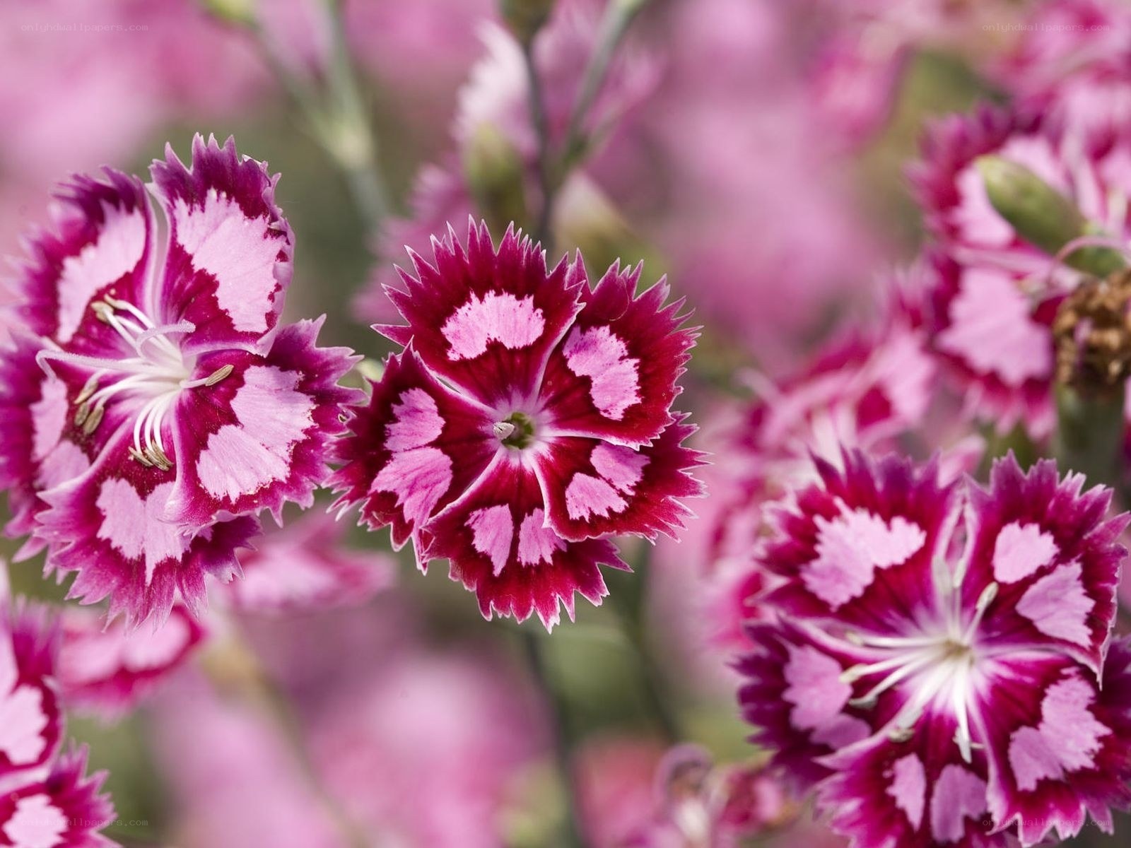 Pink and white dianthus flowers