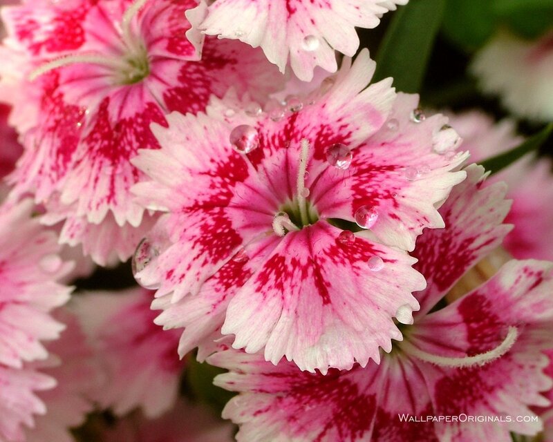Pink and white dianthus flowers