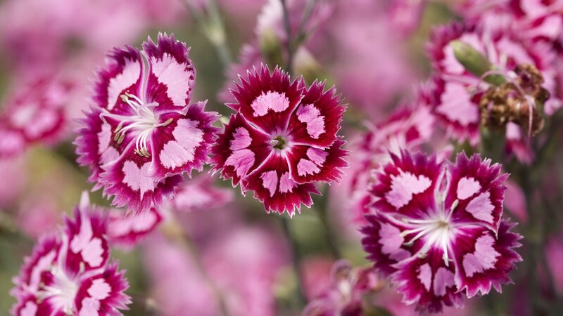 Pink and white dianthus flowers