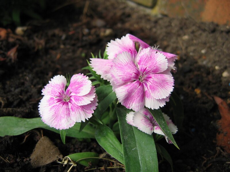pink and white dianthus flowers