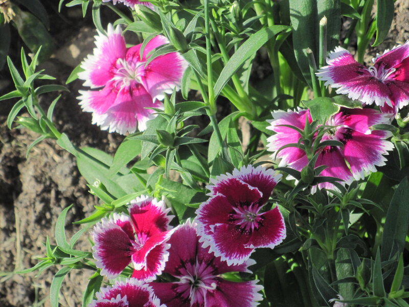 Pink and White Dianthus Flowers — Calm, Afternoon, Photograph, Green Leaves
