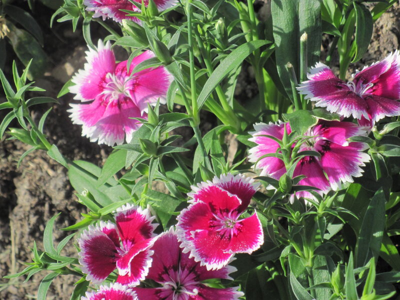 Pink and White Dianthus Flowers — Calm, Afternoon, Photograph