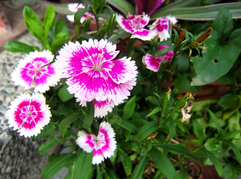 Pink and White Dianthus Flowers — Calm, Afternoon