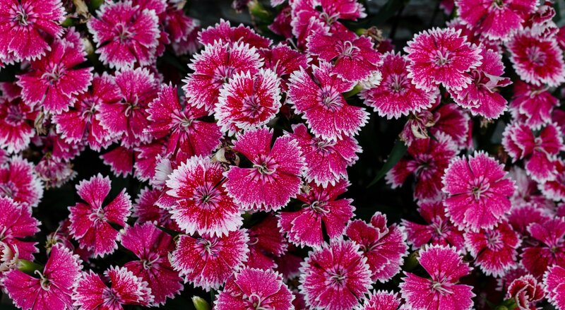 Pink and White Dianthus Flowers — Calm, Photograph, Leaves