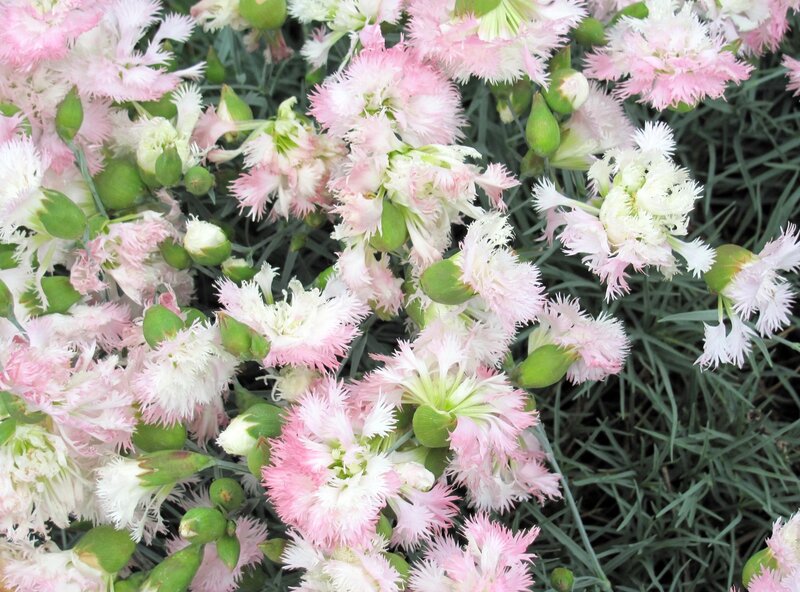 Pink and White Dianthus Flowers — Calm, Spring, Photograph, Green Buds