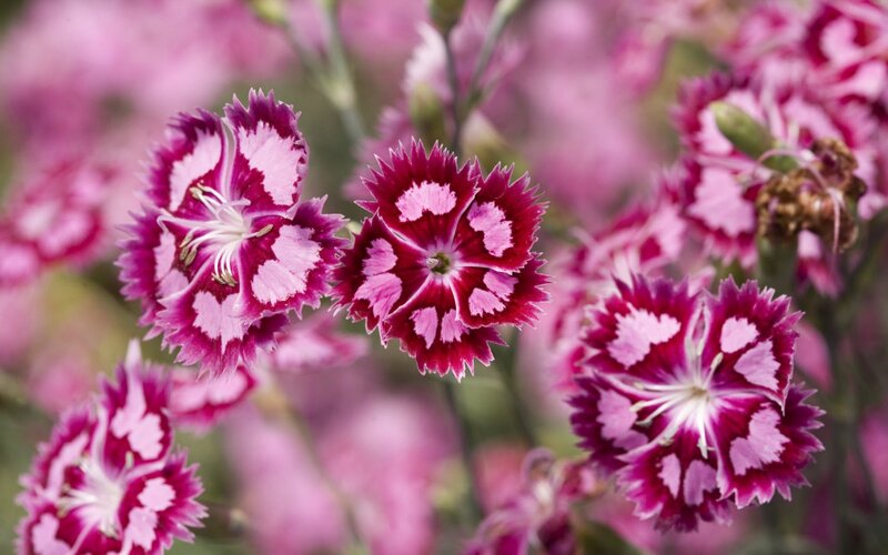 Pink and White Dianthus Flowers — Calm, Spring, Photograph