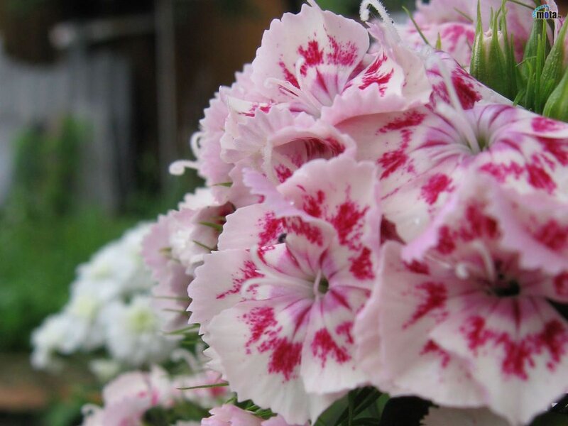 Pink and White Dianthus Flowers — Calm, Spring