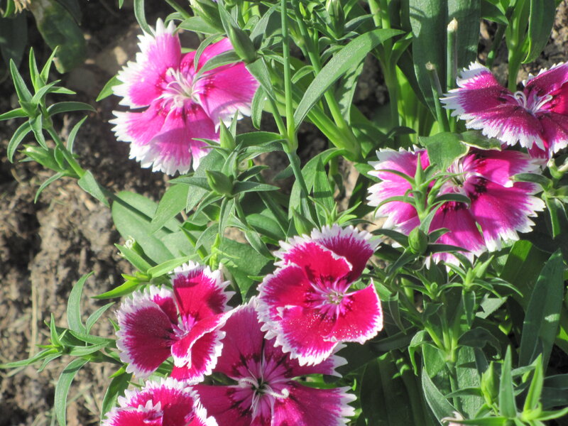 Pink and White Dianthus Flowers — Natural