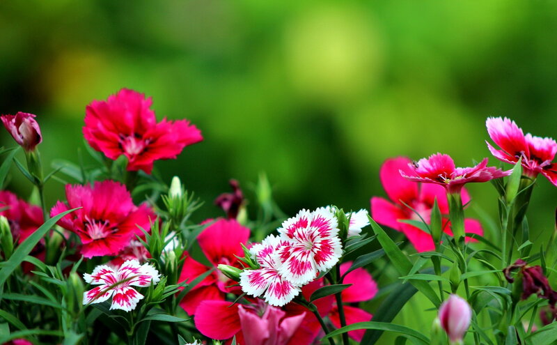 Pink and White Dianthus Flowers — Serene