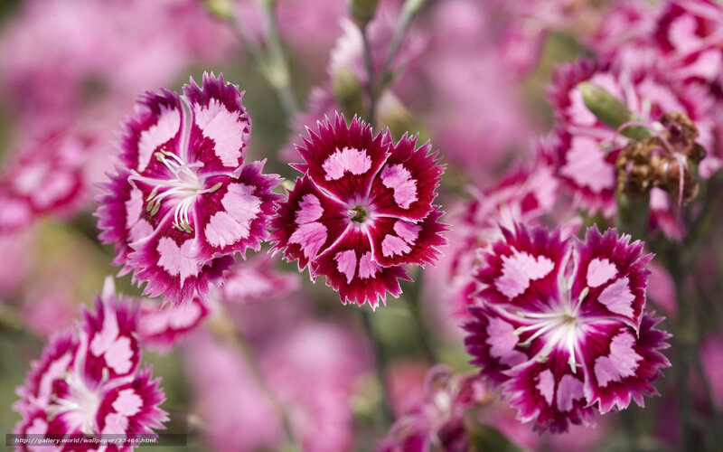 Pink and white dianthus flowers
