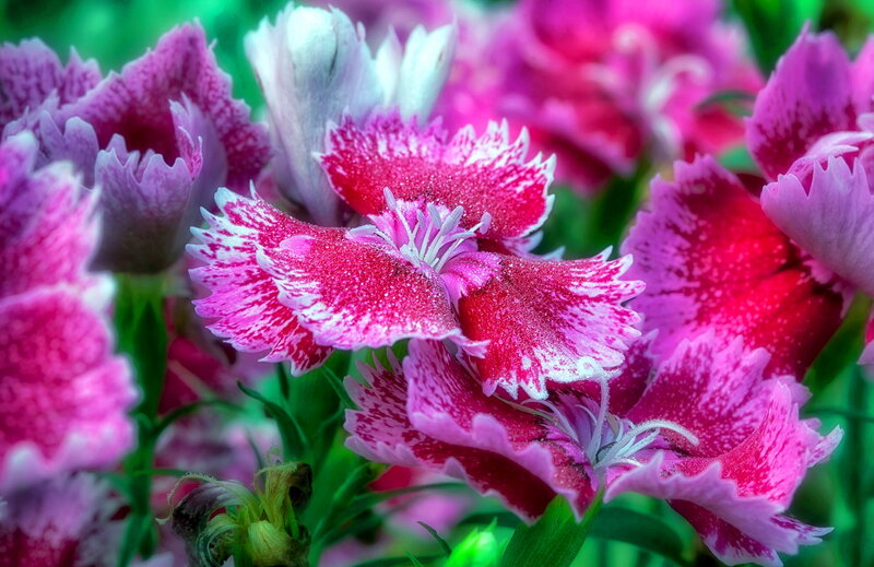 Pink and White Dianthus Flowers — Vibrant, Spring
