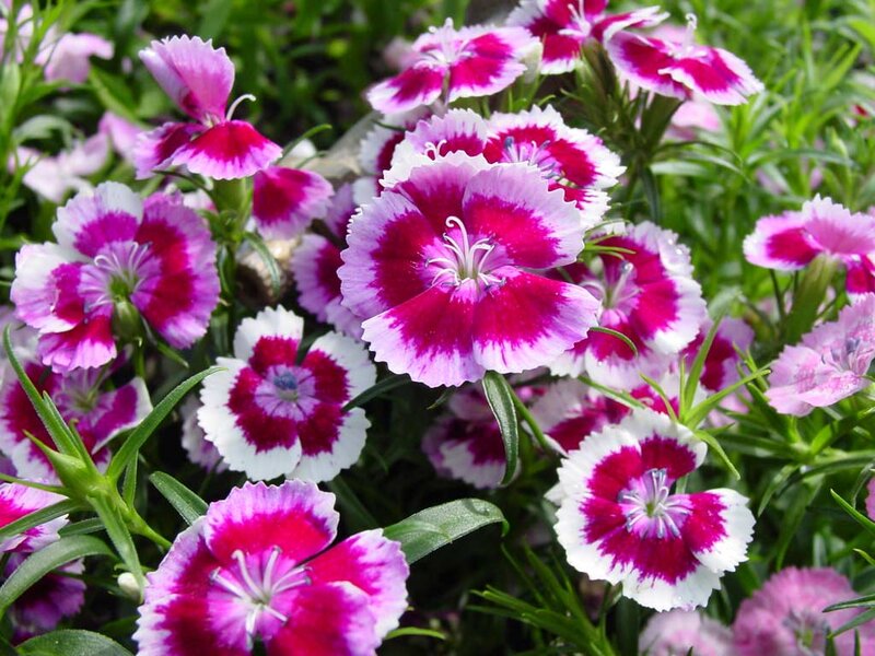 Pink and White Dianthus Flowers — Vibrant, Summer
