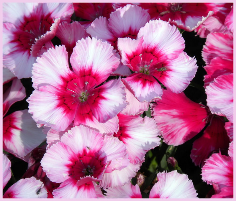 Pink and White Dianthus Flowers — Vibrant