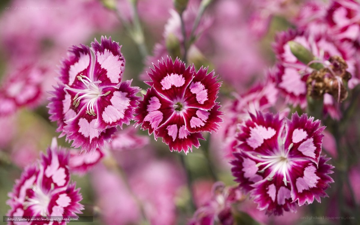 Pink and white dianthus flowers