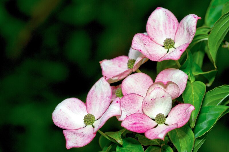 pink and white dogwood flowers