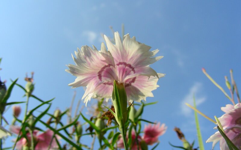 Pink and white flower against blue sky