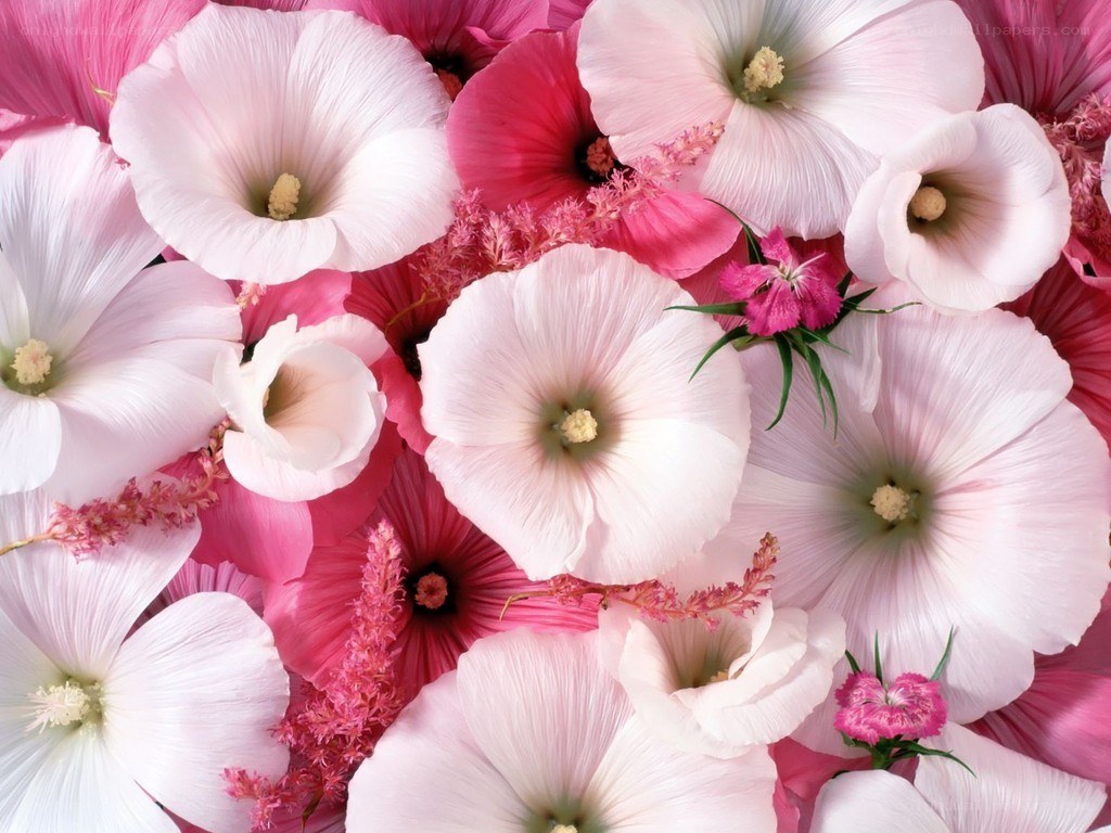 pink and white flower arrangement