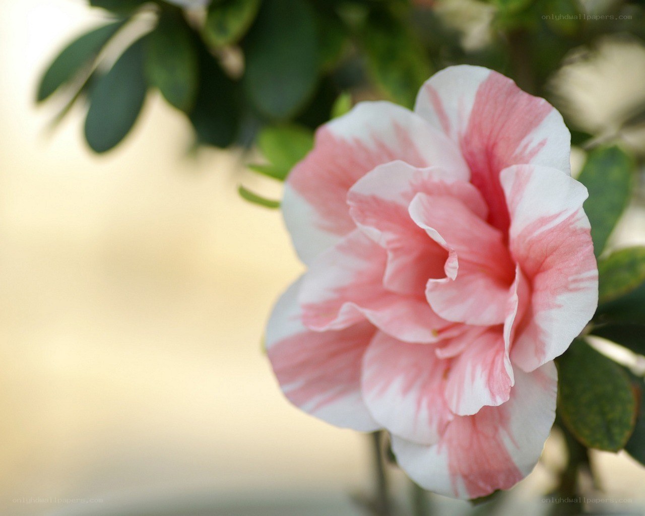 Pink and white flower bloom
