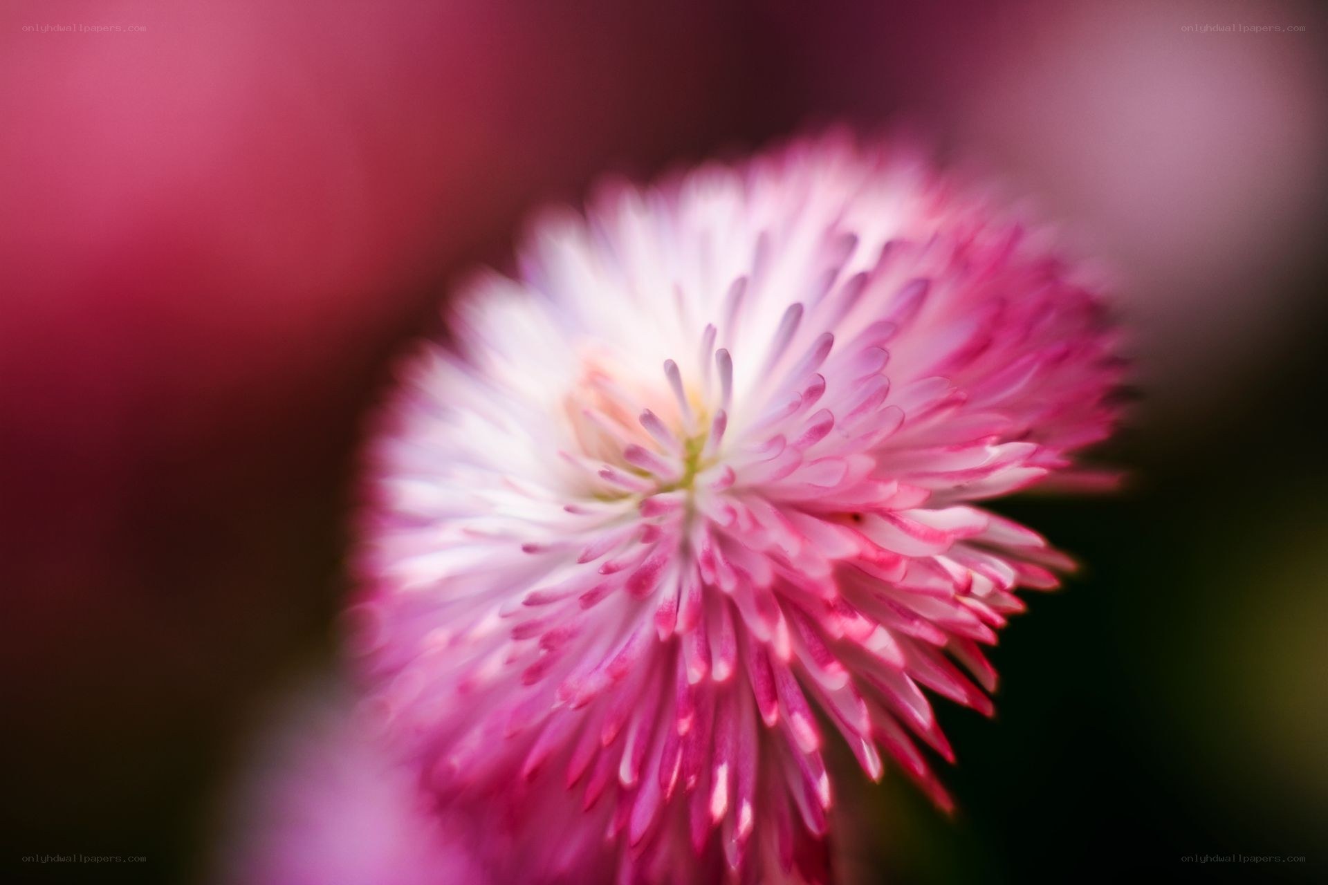 Pink and white flower bloom
