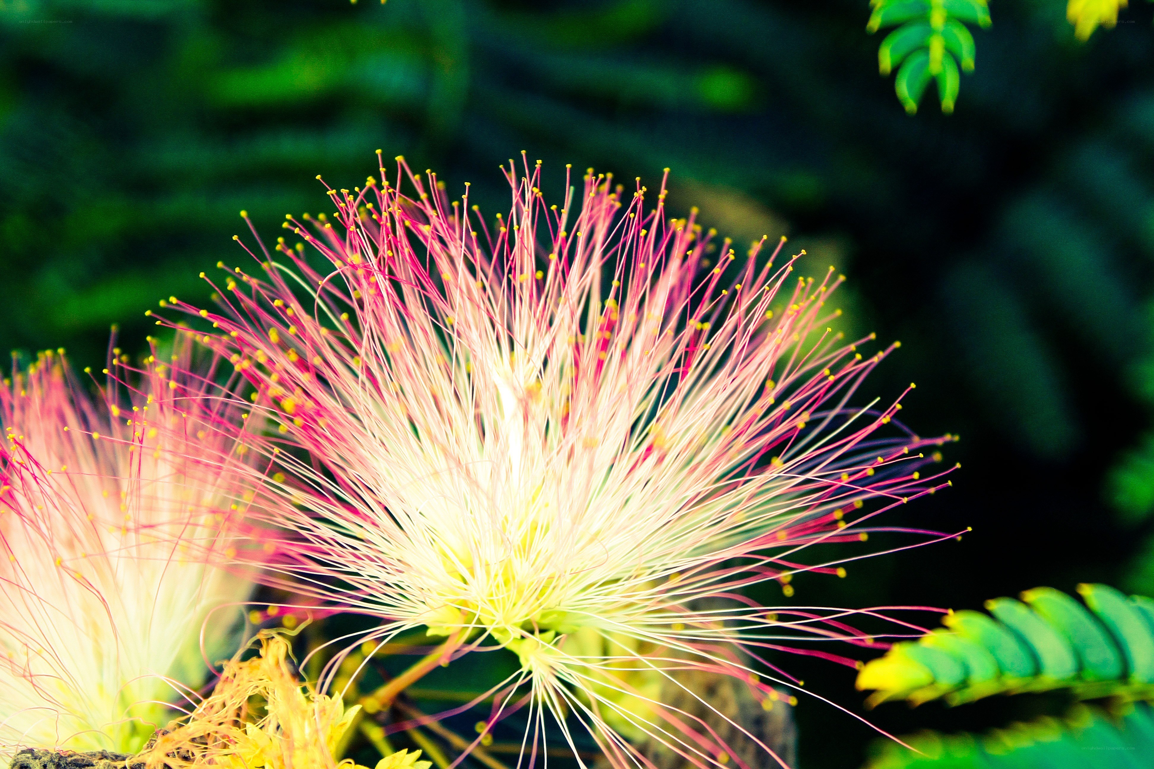 Pink and white flower bloom