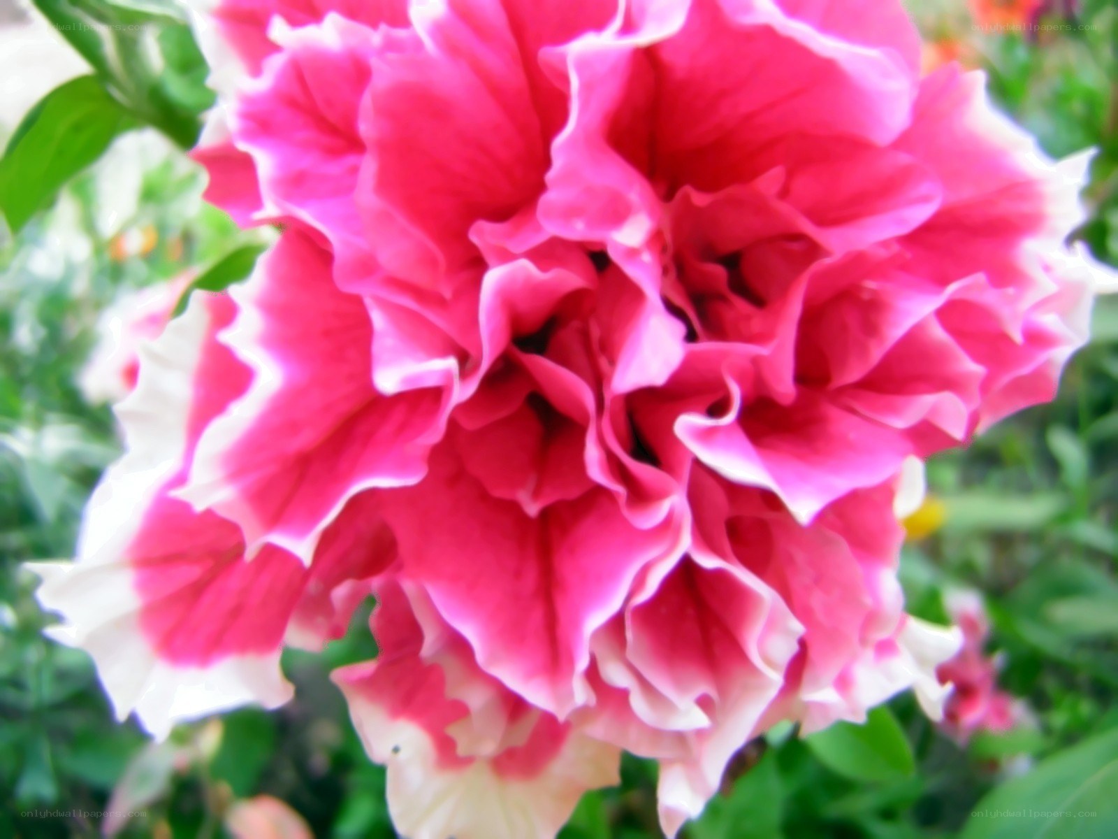 pink and white flower bloom