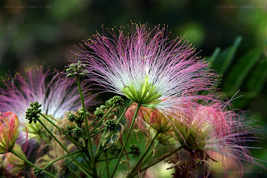 Pink and white flower bloom