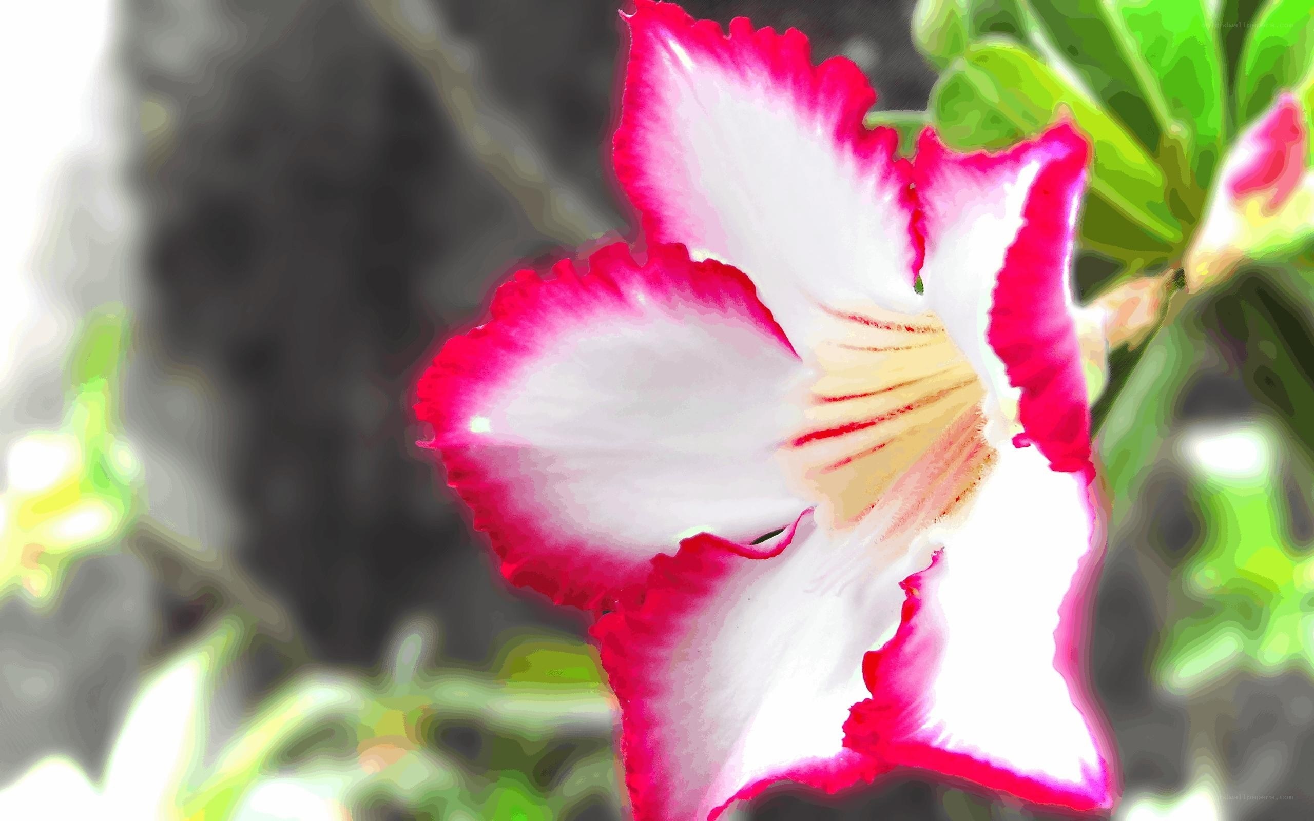 Pink and white flower bloom