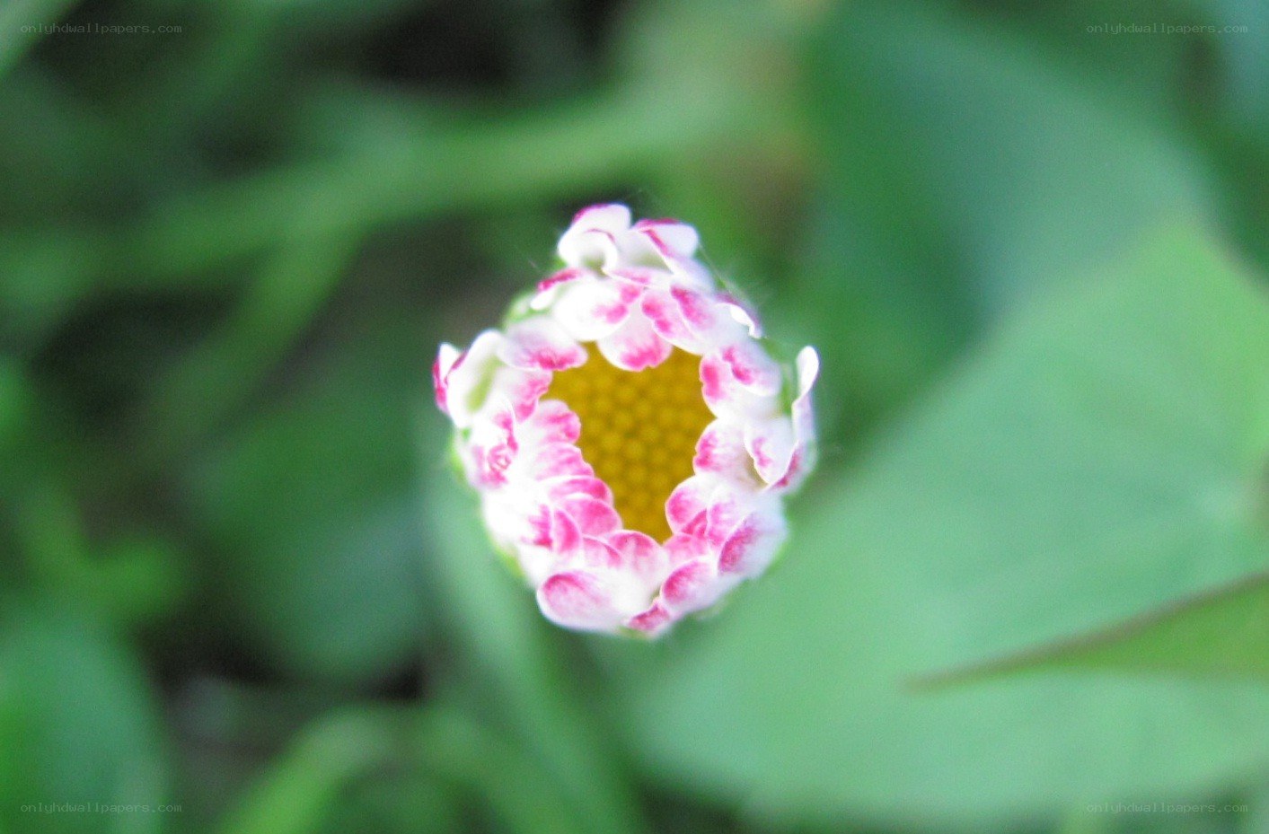 pink and white flower bud