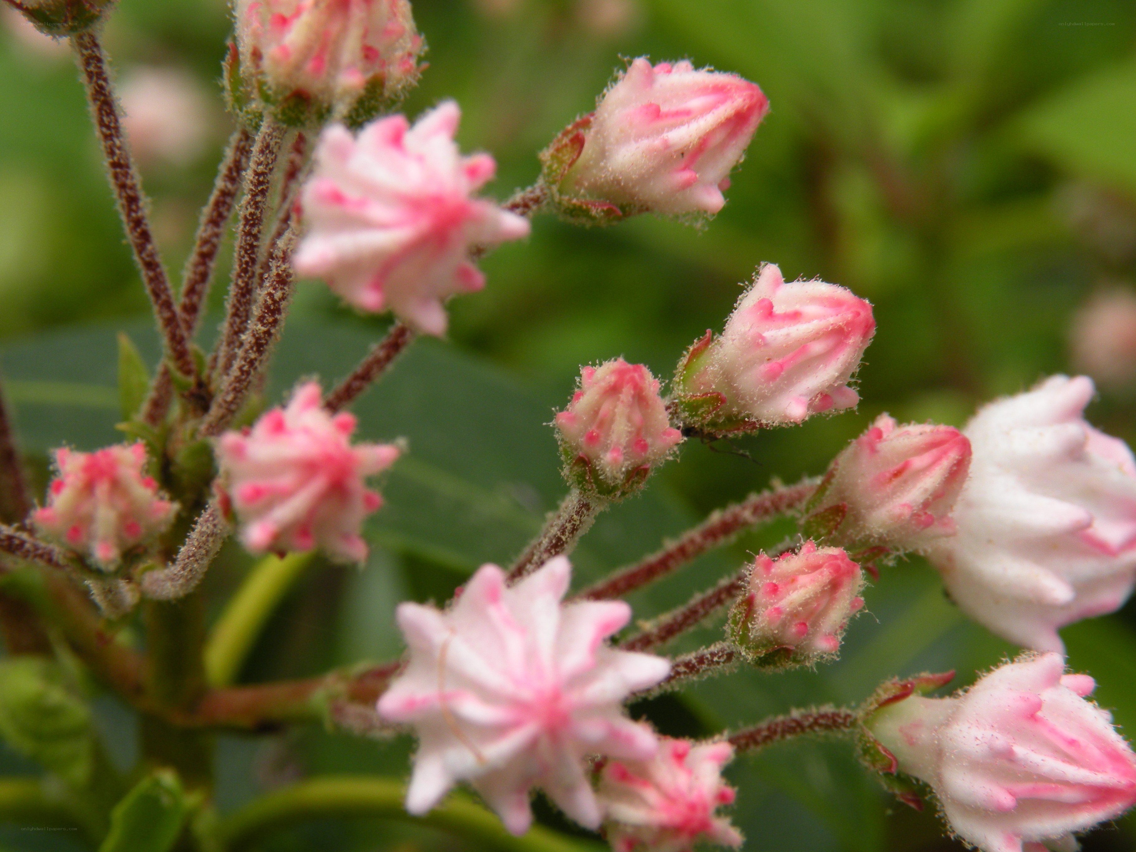 Pink and white flower buds