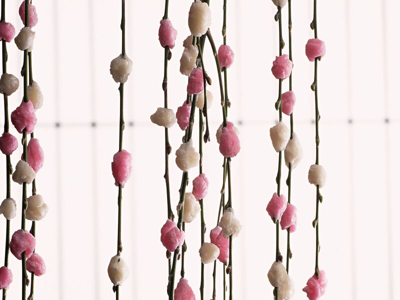 Pink and white flower buds