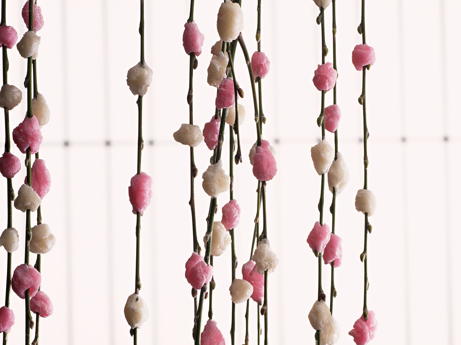 Pink and white flower buds