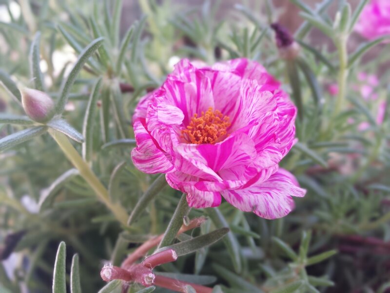 Pink and White Flower — Calm, Afternoon, Photograph, Buds