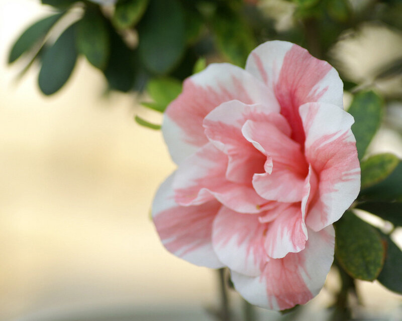 Pink and White Flower — Calm, Afternoon