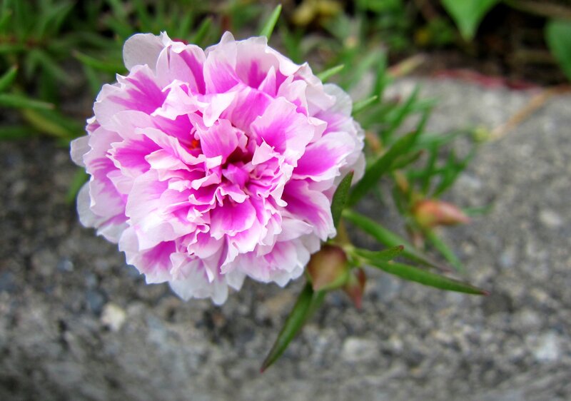 Pink and White Flower — Calm, Photograph, Green Leaves