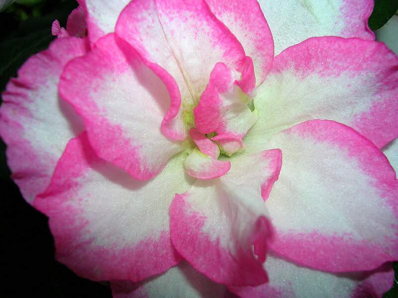 Pink and White Flower — Calm, Photograph, Petals