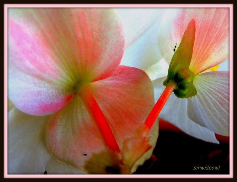 Pink and White Flower — Calm, Photograph